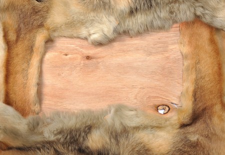 Animal superficial knowledge and plank composition frameの写真素材