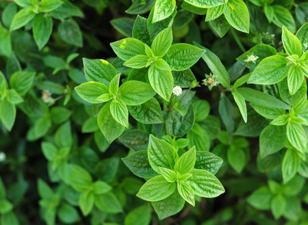 Natural vibrant plants