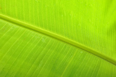 Close-up banana leaf backgroundの写真素材
