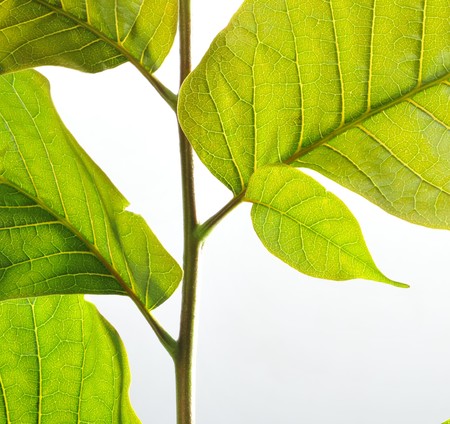 Close-ups of leaves
