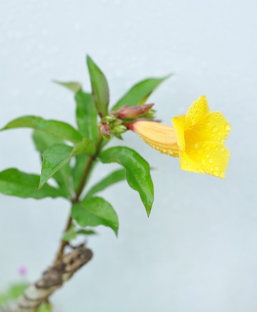 The blooming flowersの写真素材