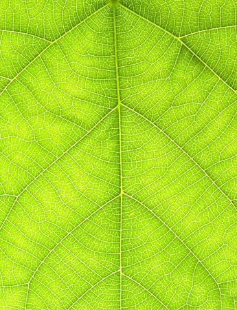 Close-ups, leaves
