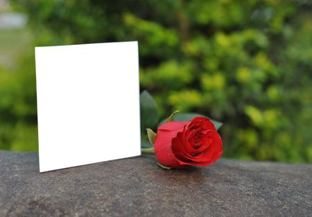 Blank cards and rosesの写真素材