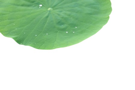 Water drops on lotus leafの写真素材