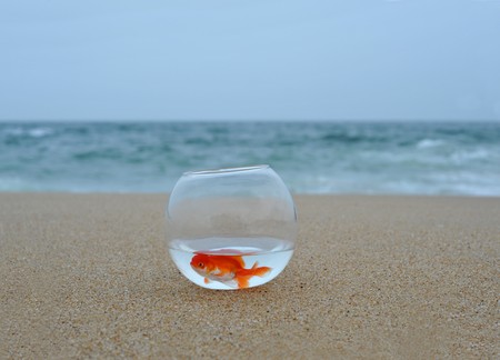 Gold fish in Sand beach with sea in backgroundの写真素材