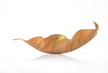 A piece withers leafの写真素材