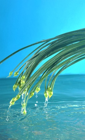 Wash vegetables in blue color backgroundの写真素材