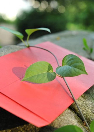 Leaf and red envelopeの写真素材