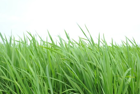 Growth paddy rice