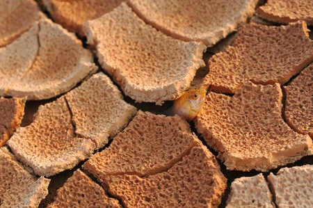 Arid land of dead fishの写真素材