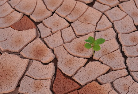 On the arid land grows plant の写真素材