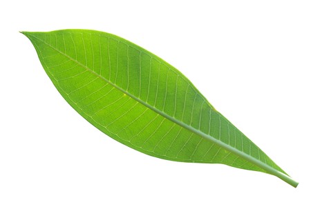 Leaves on white background の写真素材