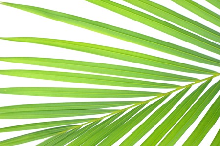 Close-up of palm leaf