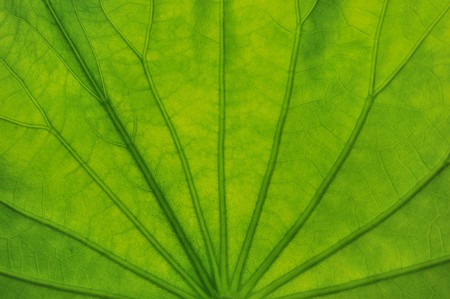 Close-up lotus leaf veinの写真素材