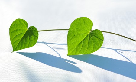 White background leaf