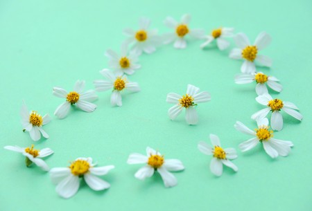 heart-shaped chamomileの写真素材