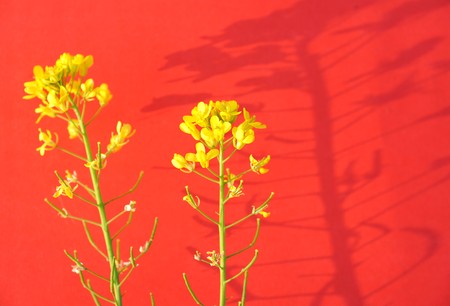 colzaの写真素材