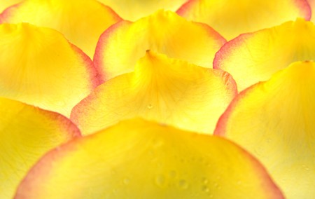 A pile of yellow rose petals Backgroundの写真素材