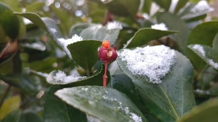 Snow falling in late autumnの写真素材