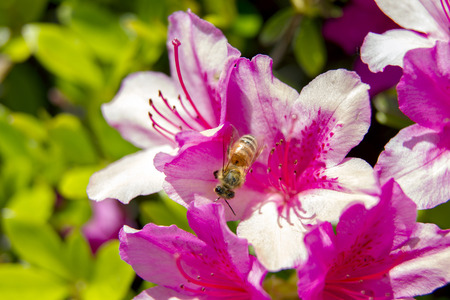honeybee feeding hard honey