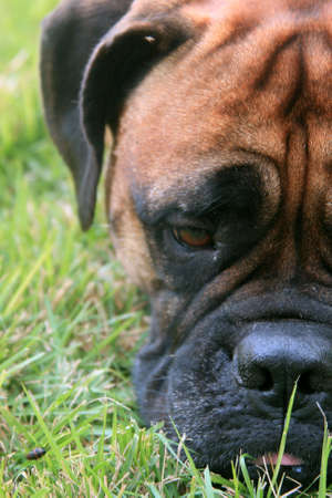 Bull Mastiff Dog close up of faceの写真素材