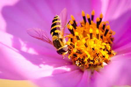 Bee in Flower  の写真素材