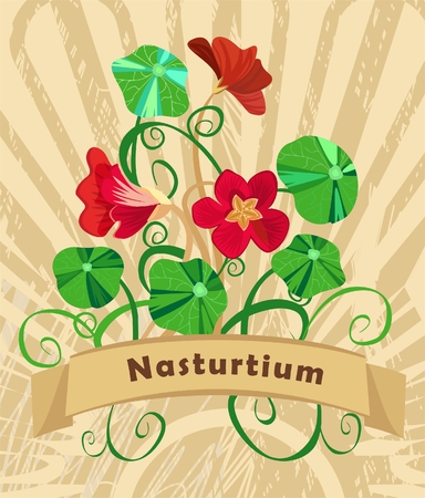 vintage card with nasturtionのイラスト素材