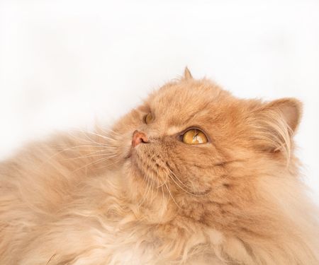 Fluffy, red catの写真素材