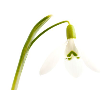 Snowdrop on a white backgroundの写真素材