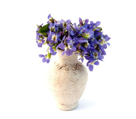 Wood violet on a white backgroundの写真素材