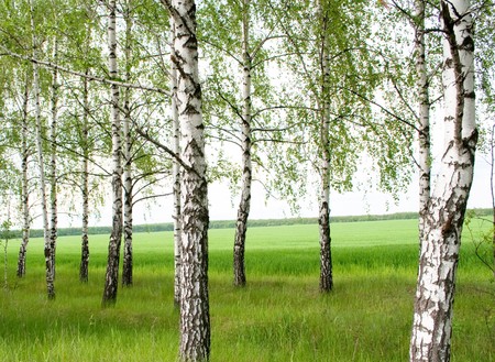 A number of birches with a green grassの写真素材