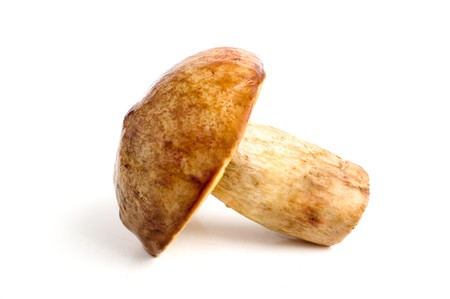 Mushrooms  on a white backgroundの写真素材