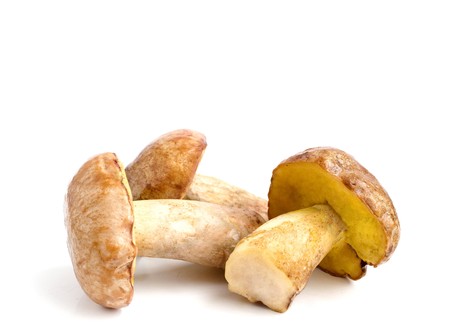 Mushrooms  (pilze) on a white background