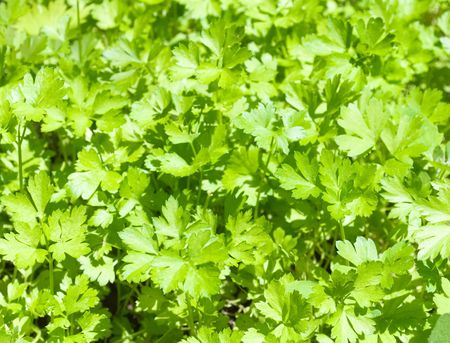 Background from green leaves of parsleyの写真素材