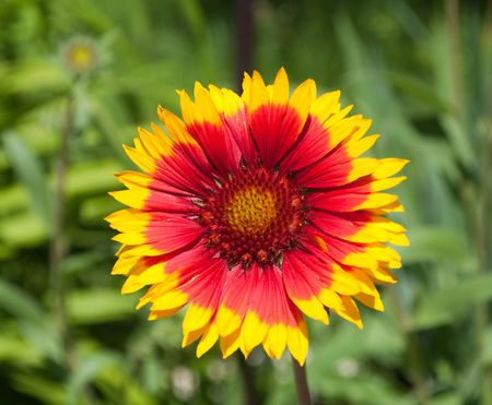 Yellow flower on a meadowの写真素材