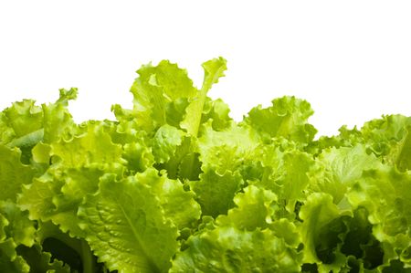 Salad leaves on a white backgroundの写真素材