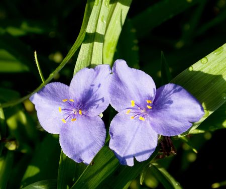 Two lilac flowersの写真素材