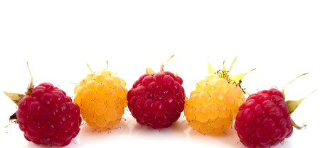 Raspberry on a white background