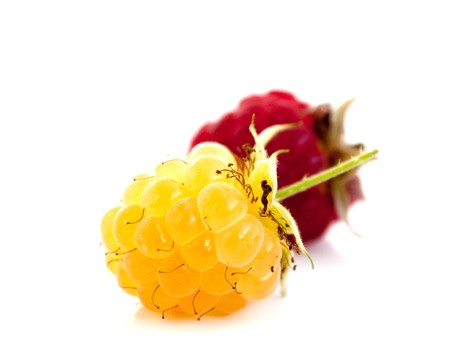 Raspberry on a white backgroundの写真素材