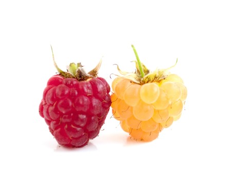 Raspberry on a white backgroundの写真素材