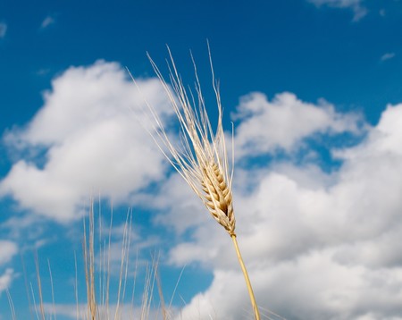 Wheat against the blue skyの写真素材