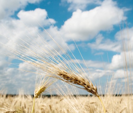 Wheat against the blue skyの写真素材