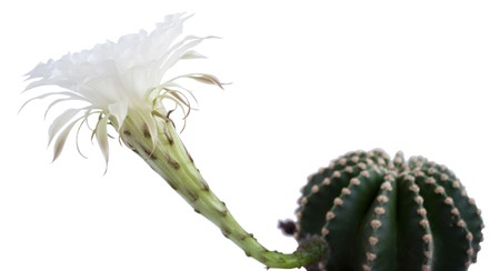 cactus flower on a white backgroundの写真素材