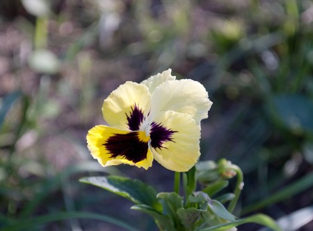 pansy flower in the flower bedの写真素材