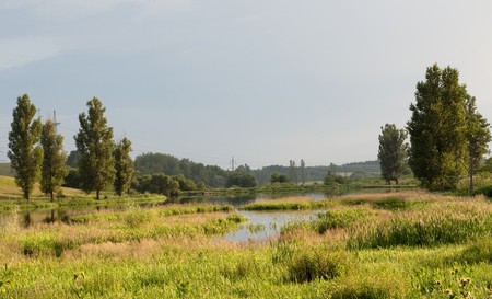 lake with reeds in the summerの写真素材