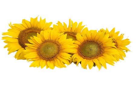 Sunflower flower on a white backgroundの写真素材