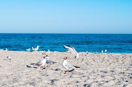 seascape with gulls on the sandの写真素材