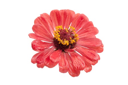 red flower on a white backgroundの写真素材