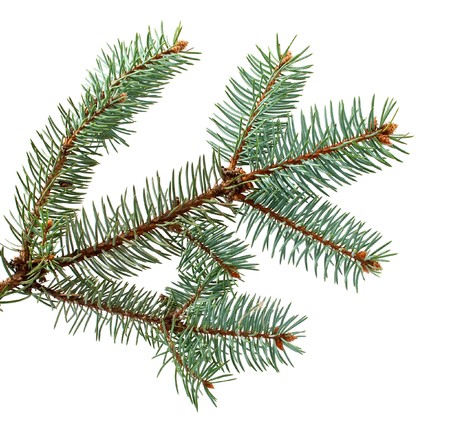 spruce branch on a white background