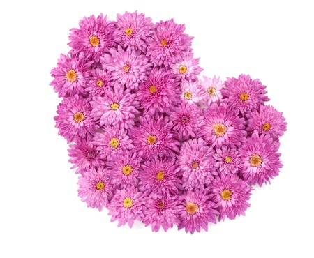 heart from chrysanthemum flowers on a white backgroundの写真素材